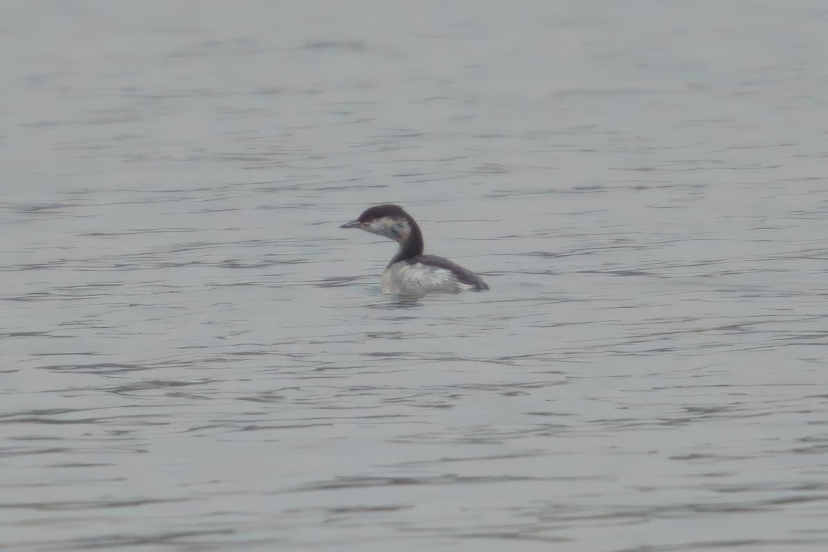 Horned Grebe - ML644869773