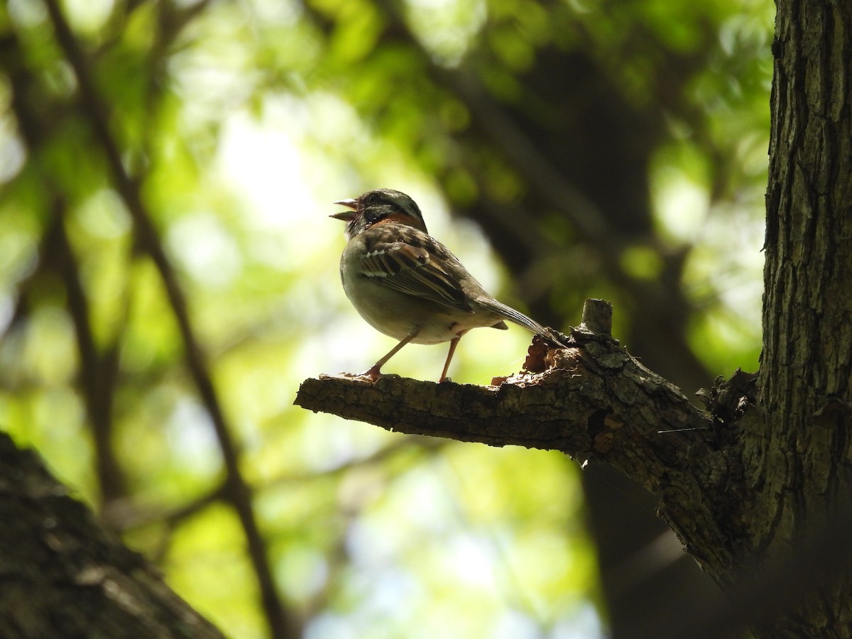 Morgenammer - ML644869774