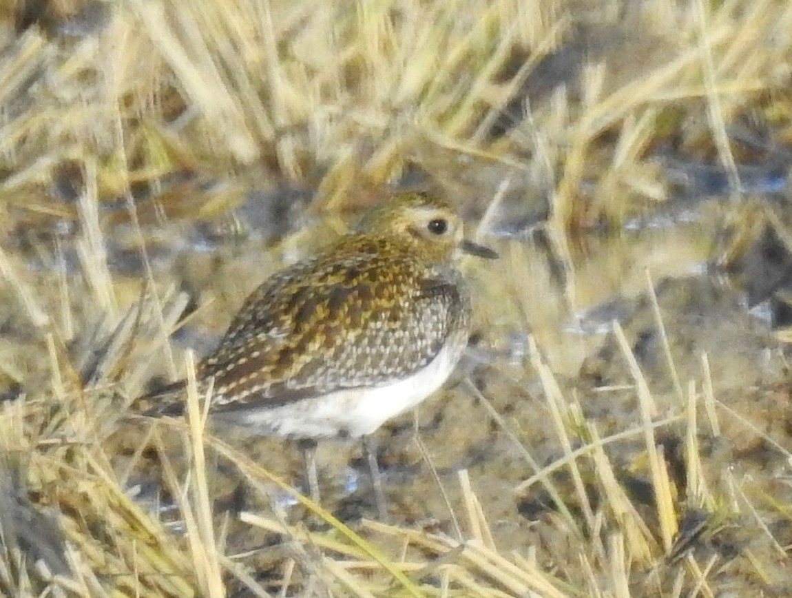 חופזי זהוב - ML644869805