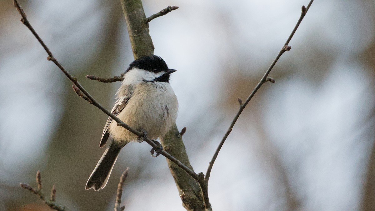 Гаїчка світлокрила - ML644869809