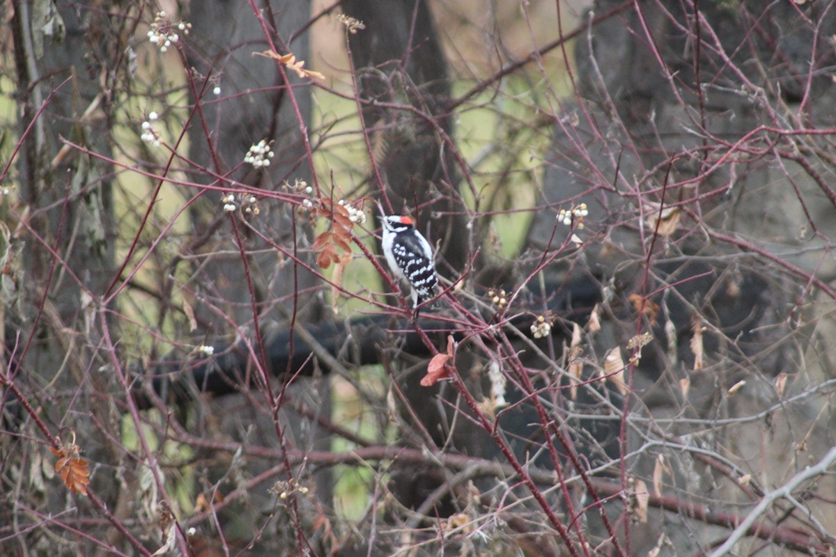 Downy Woodpecker - ML644869816