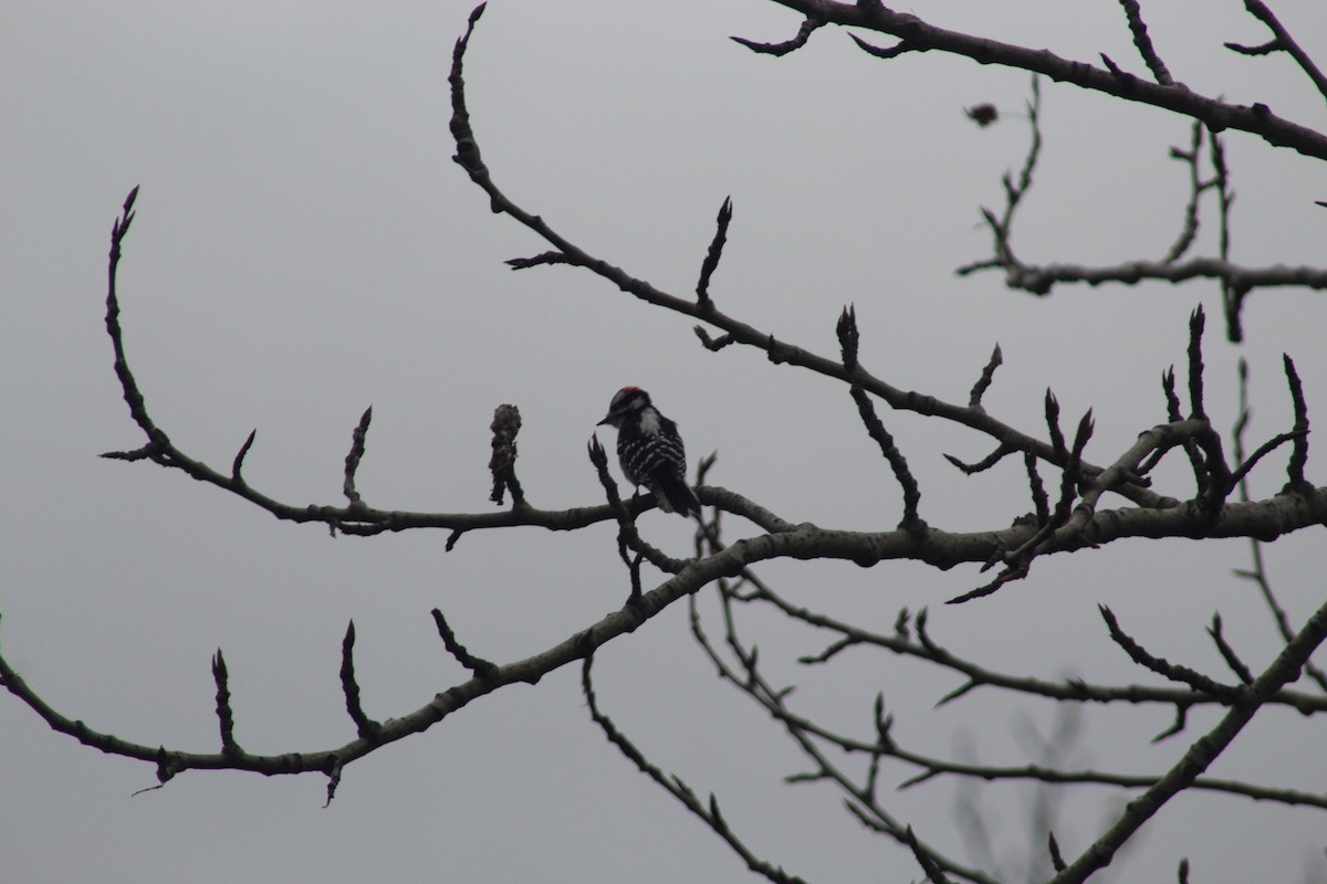 Downy Woodpecker - ML644869817
