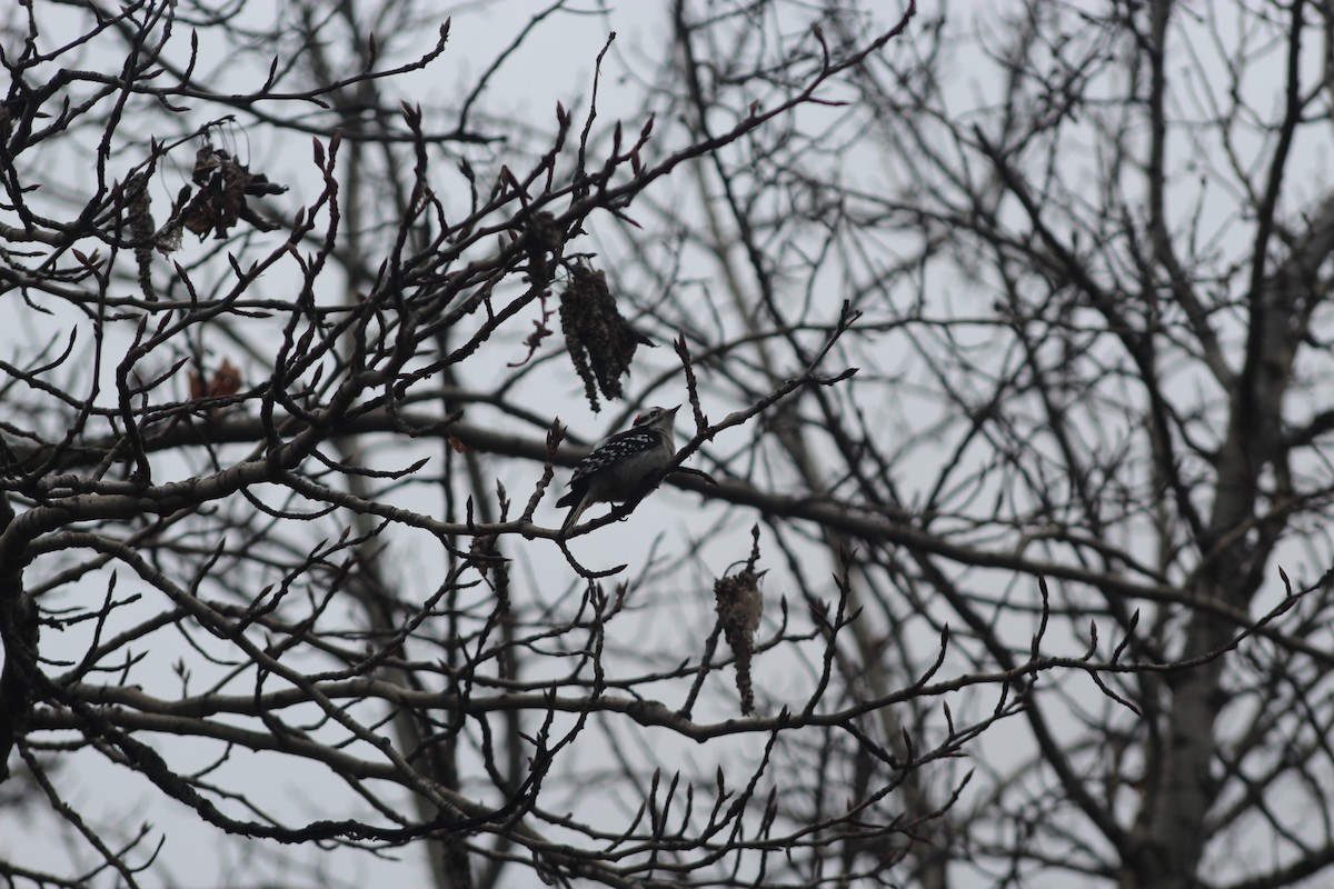 Downy Woodpecker - ML644869818