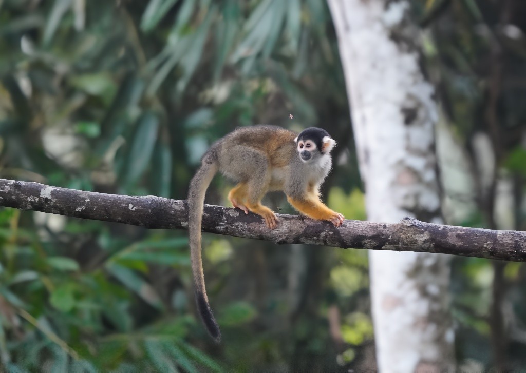 Black-capped Squirrel Monkey - ML644869834