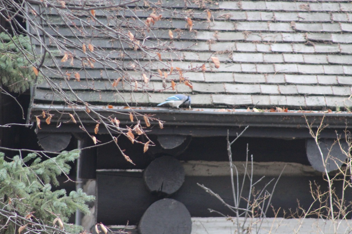 Geai bleu - ML644869837