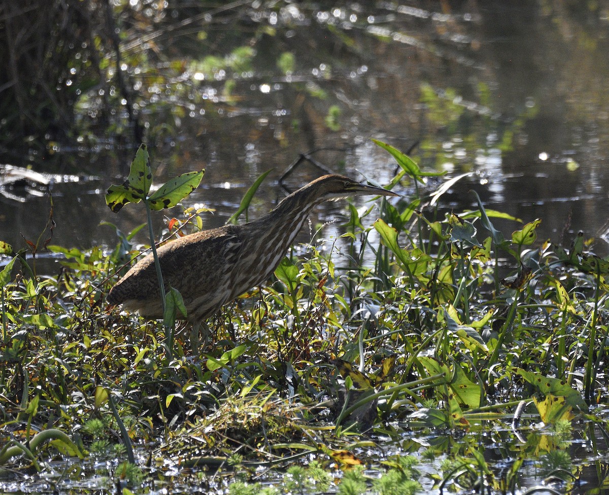 American Bittern - ML644869840