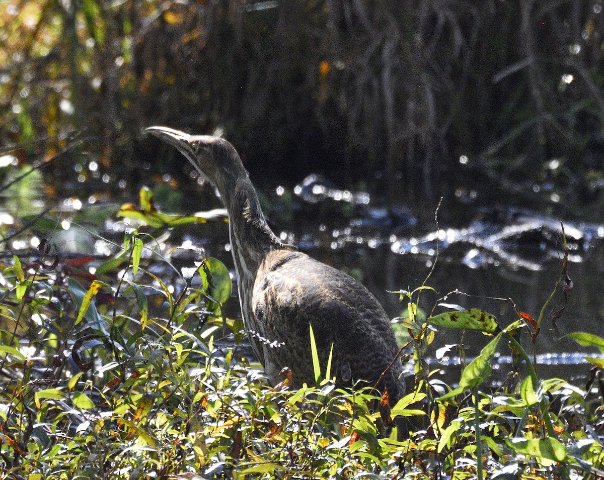 American Bittern - ML644869848