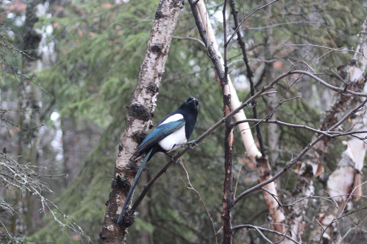 Black-billed Magpie - ML644869849