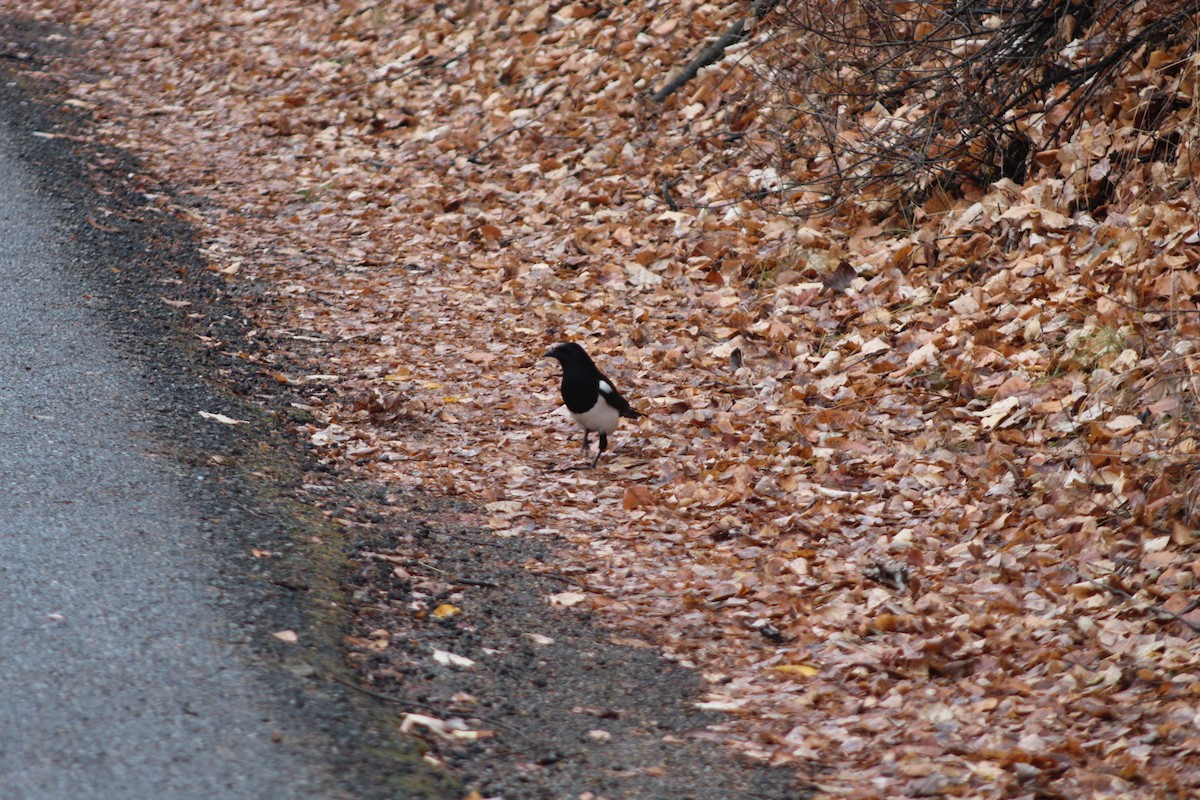 Black-billed Magpie - ML644869850