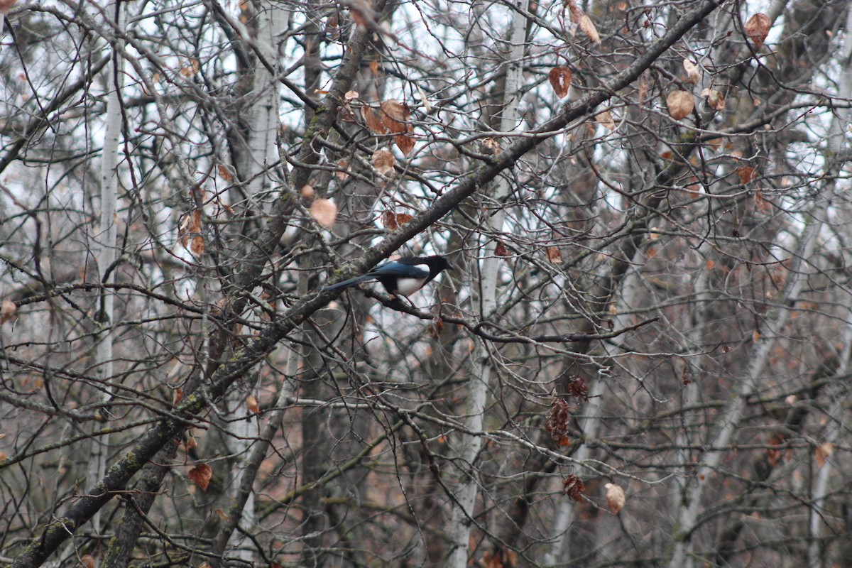 Black-billed Magpie - ML644869851