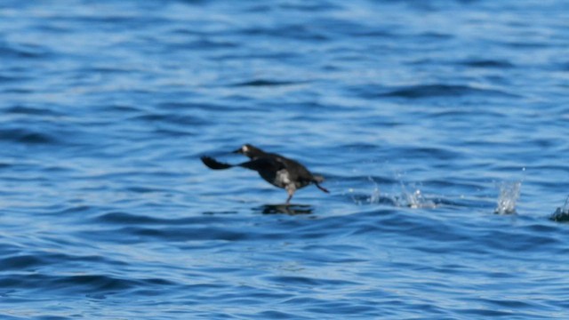 Spectacled Guillemot - ML644869858