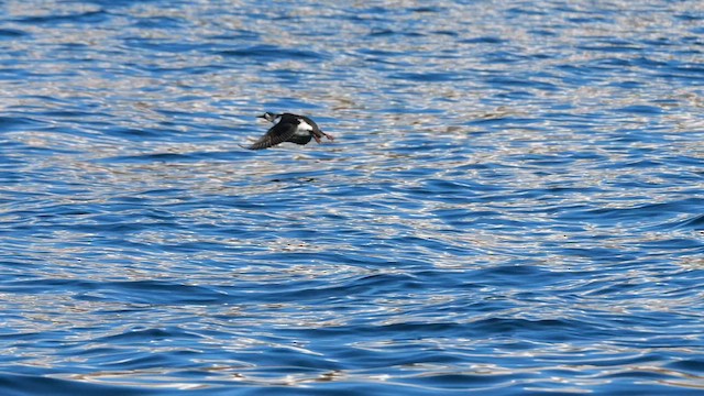 Spectacled Guillemot - ML644869859