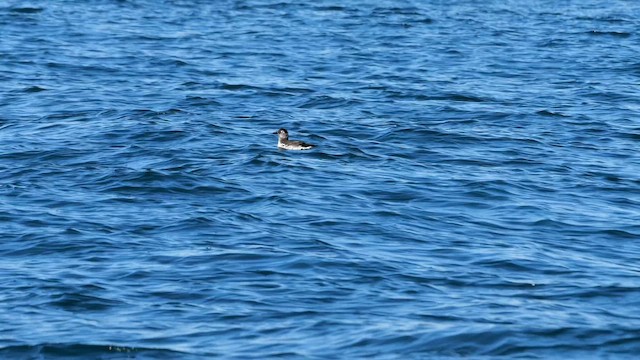 Spectacled Guillemot - ML644869862