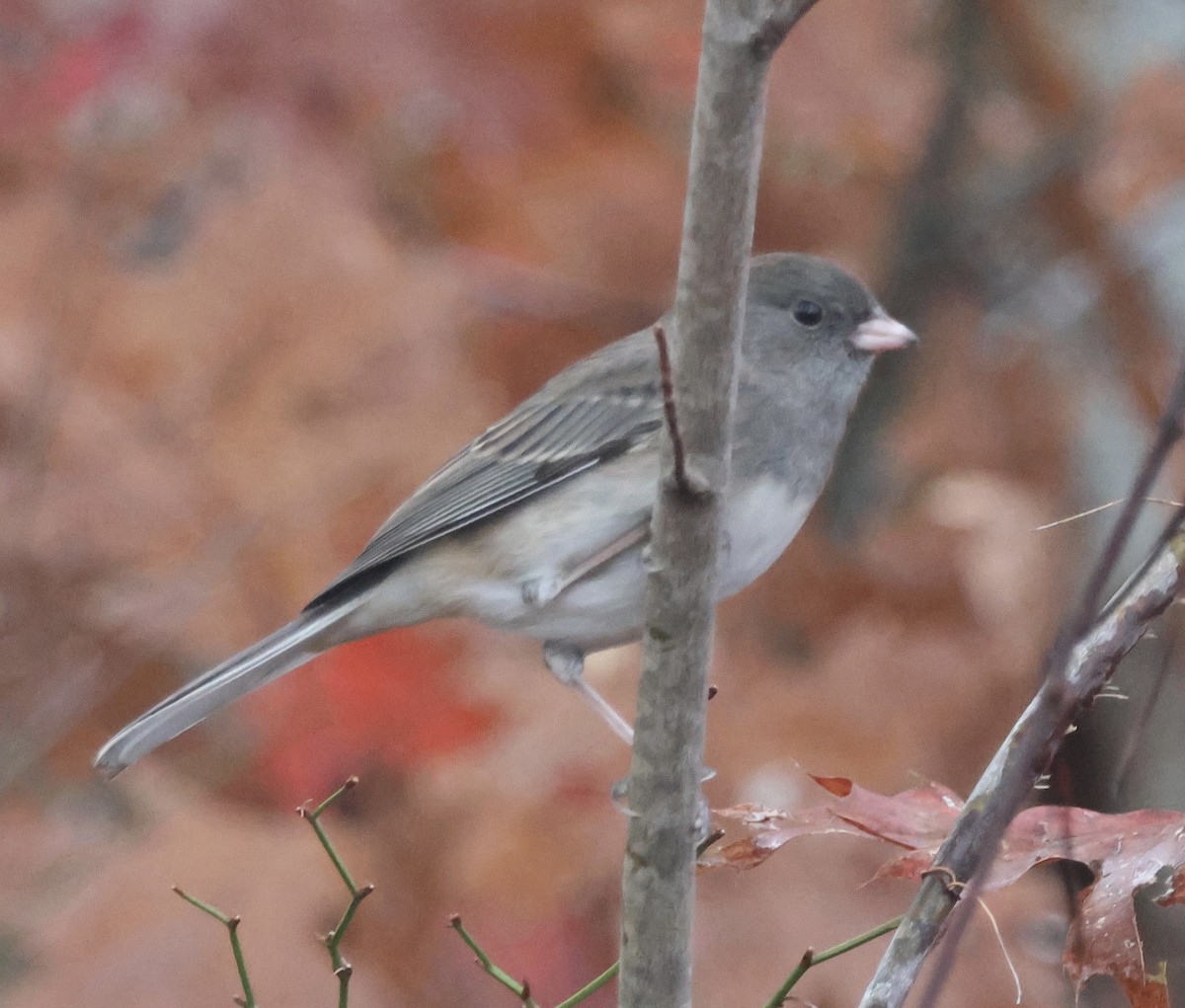Dark-eyed Junco - ML644869864