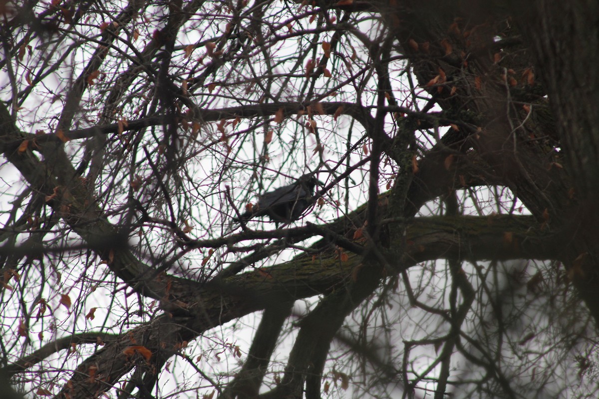American Crow - ML644869867