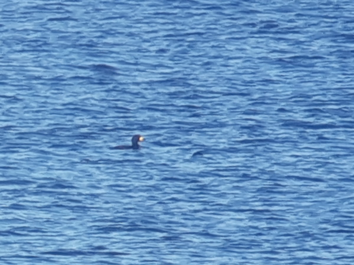 קטיפנית אמריקנית - ML644869872