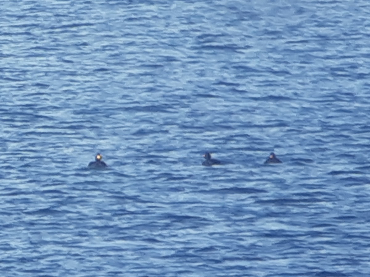 קטיפנית אמריקנית - ML644869873