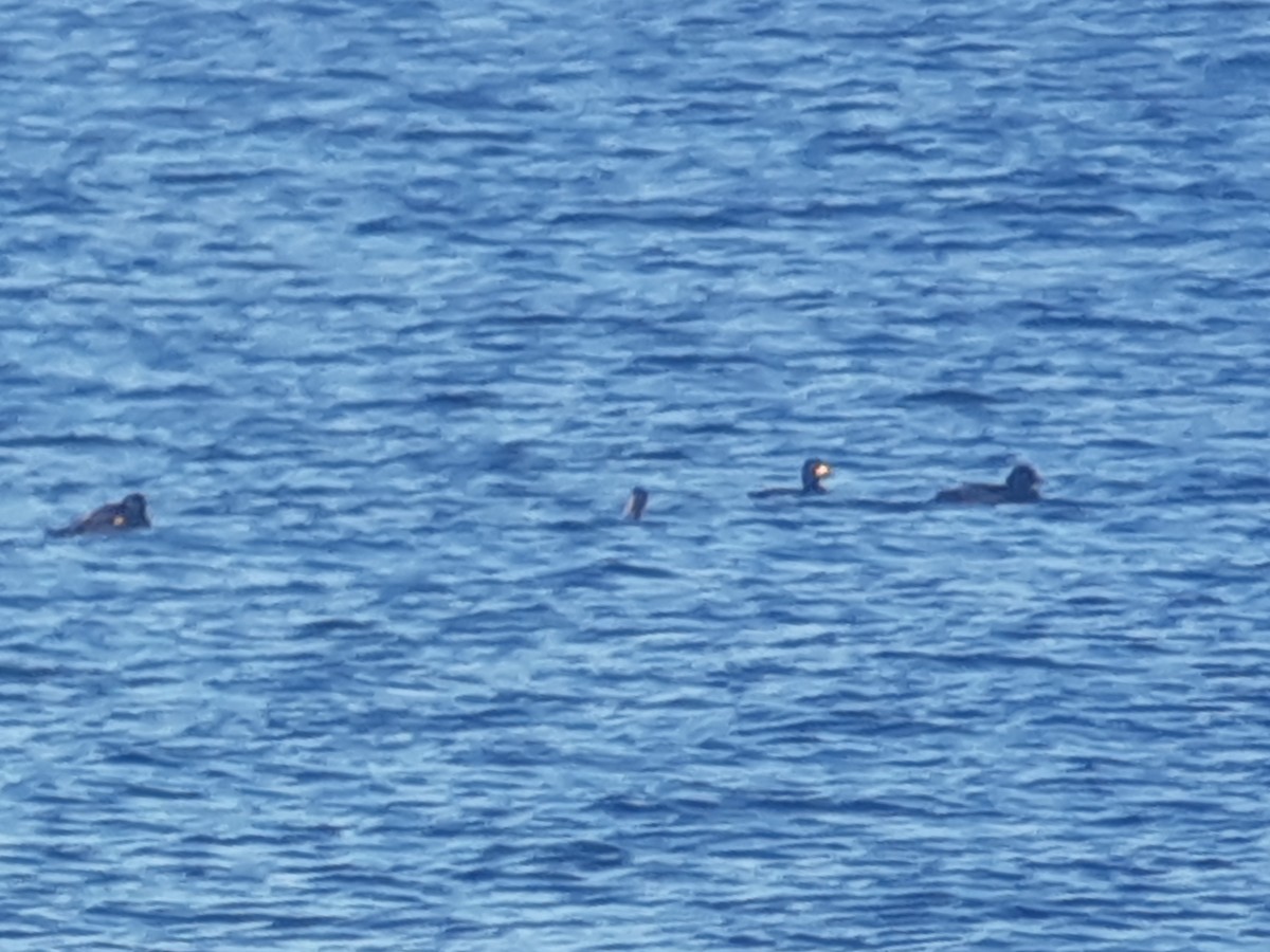 קטיפנית אמריקנית - ML644869875