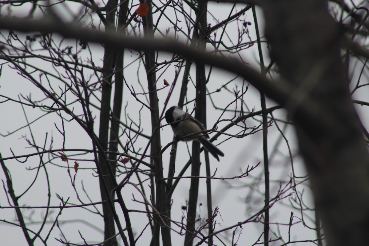 Гаїчка світлокрила - ML644869882