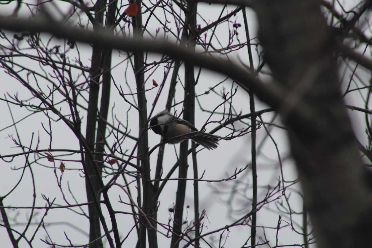 Гаїчка світлокрила - ML644869883