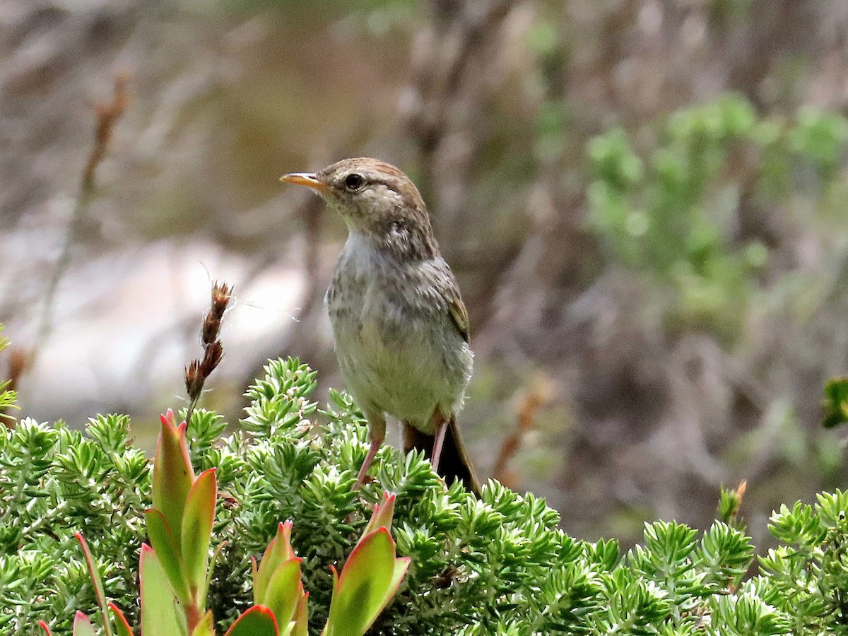 Gray-backed Cisticola - ML644869893