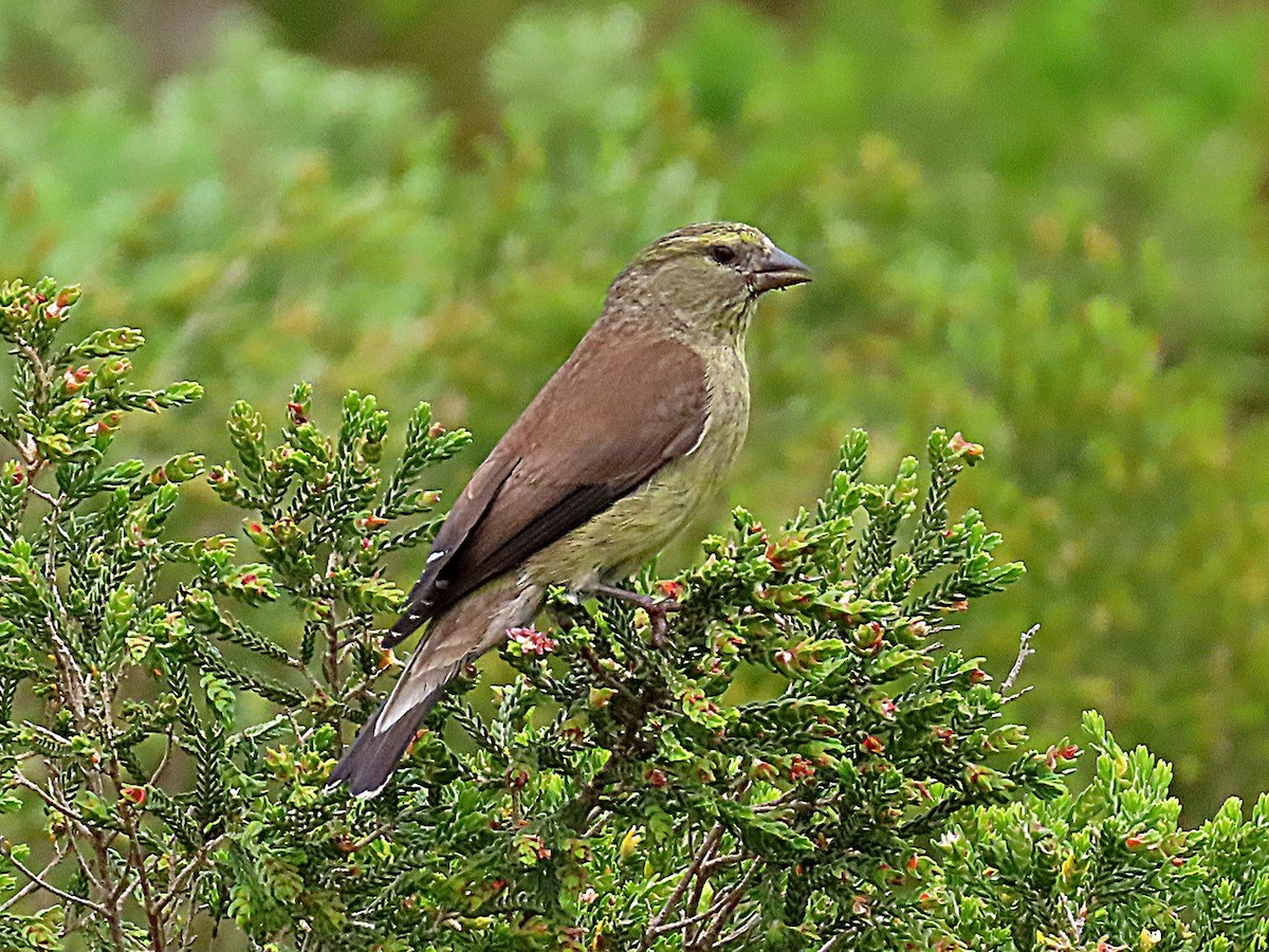 Cape Siskin - ML644869907