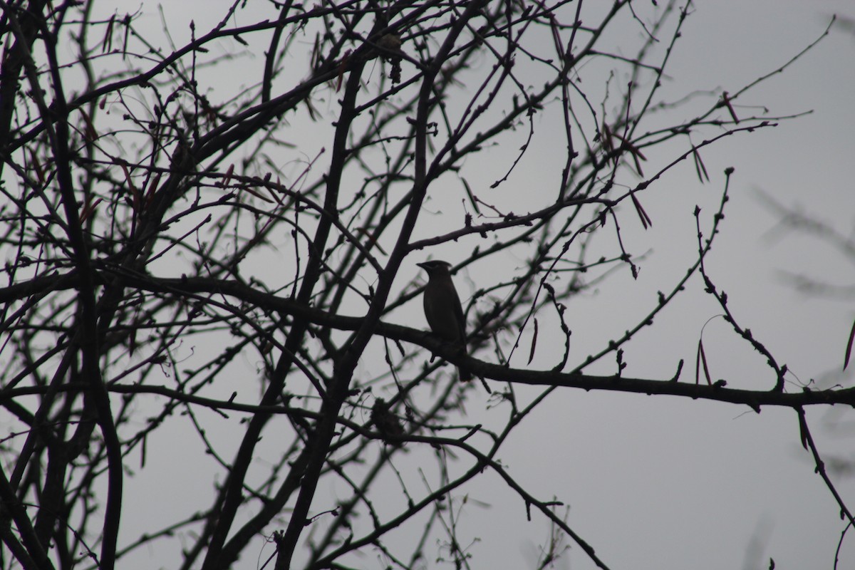 Cedar Waxwing - ML644869914