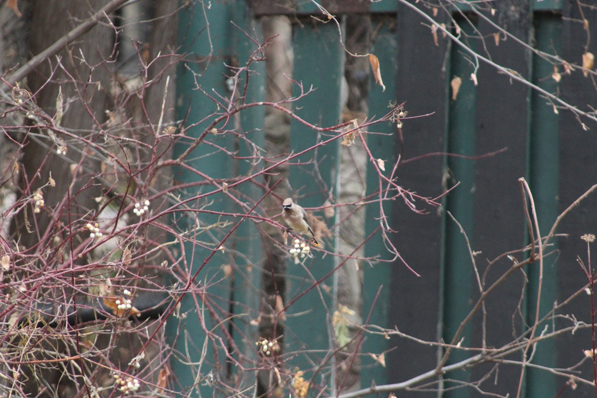 Cedar Waxwing - ML644869915