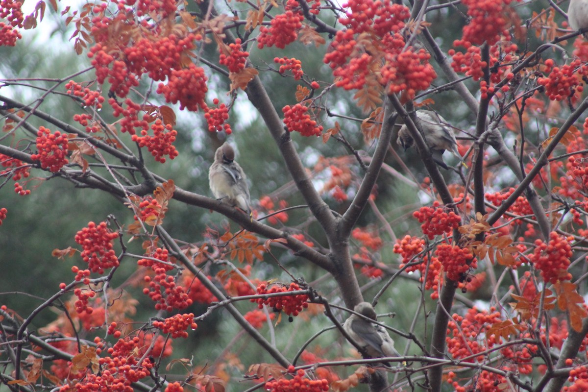 Cedar Waxwing - ML644869916