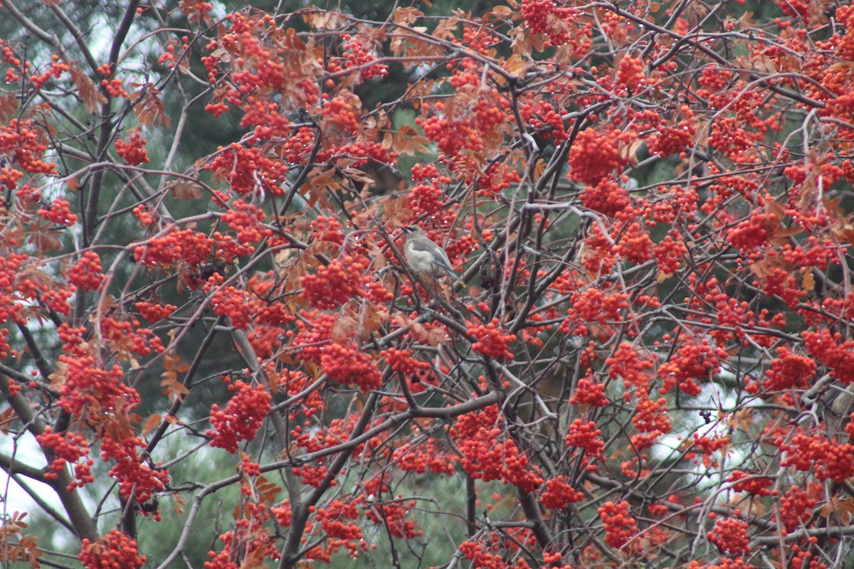 Cedar Waxwing - ML644869917