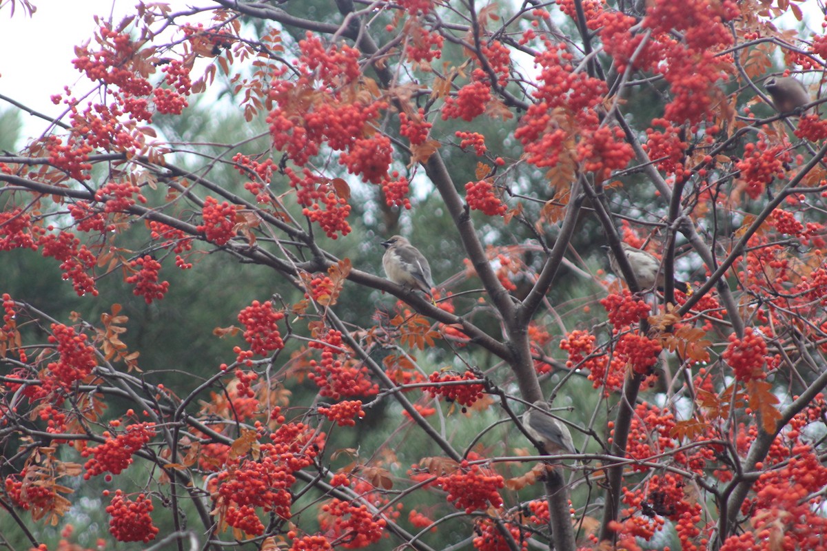 Cedar Waxwing - ML644869918