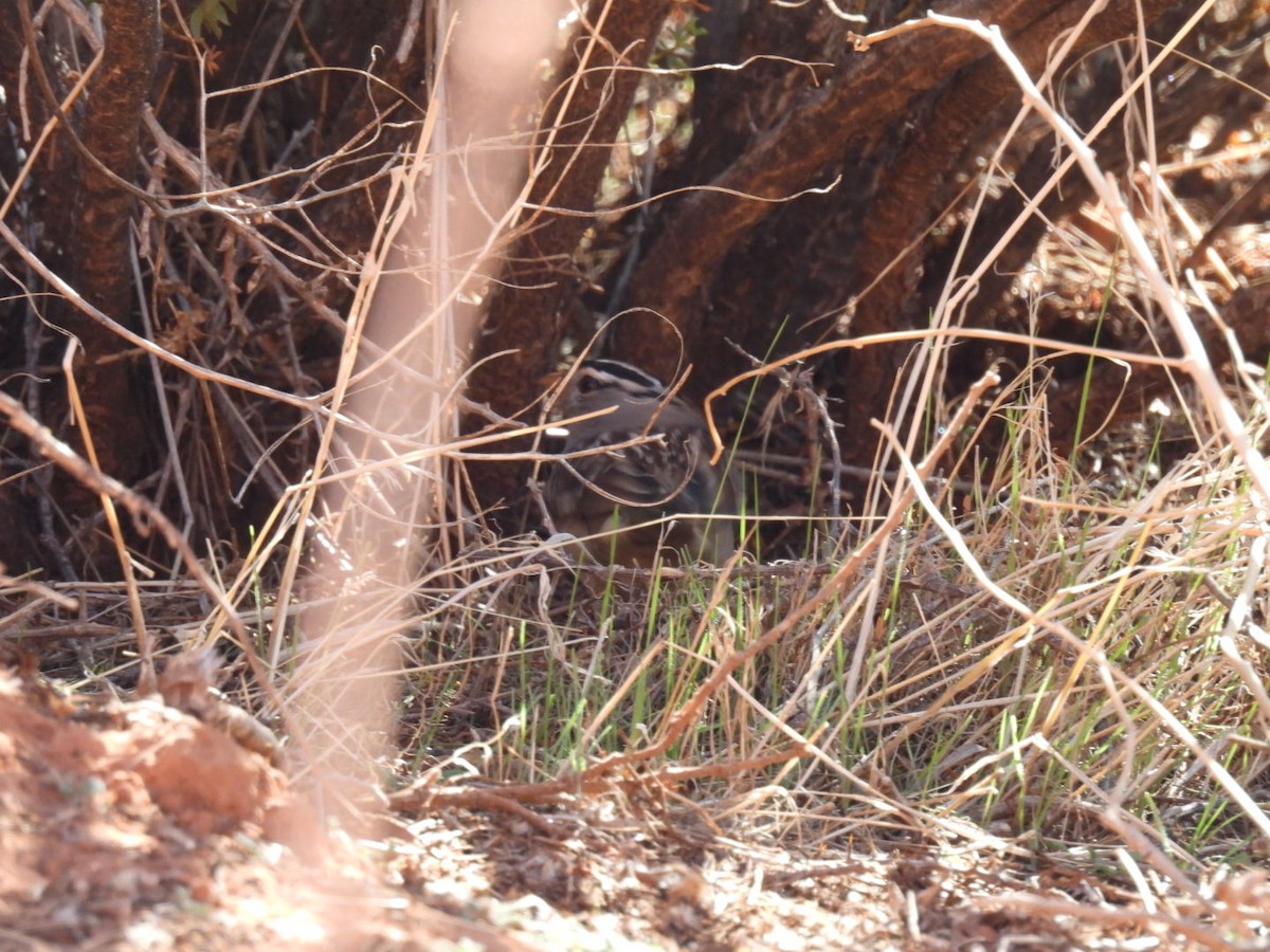 hvitkronespurv - ML644869927