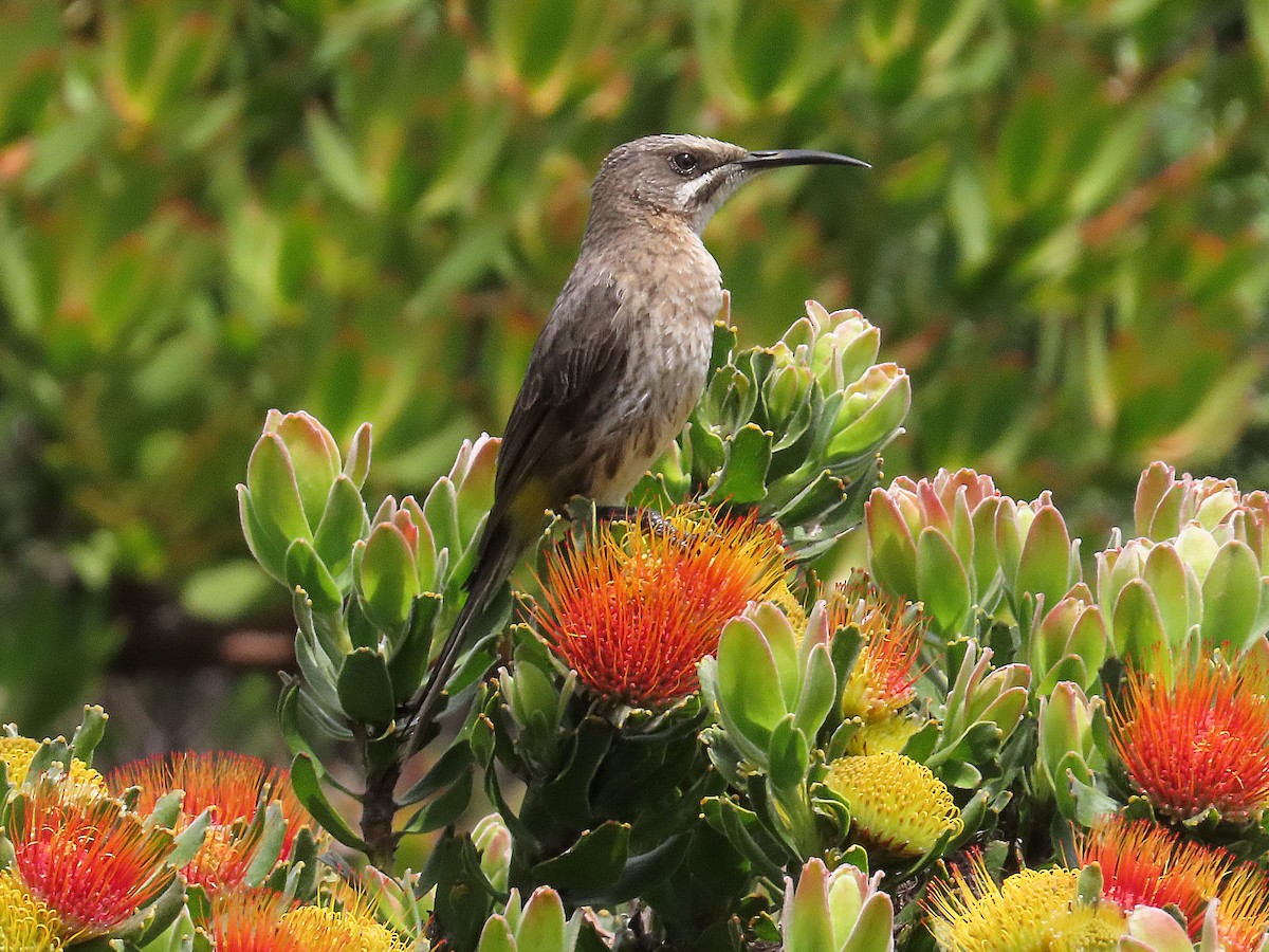 Cape Sugarbird - ML644869933
