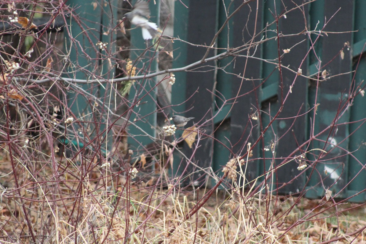 Dark-eyed Junco - ML644869935
