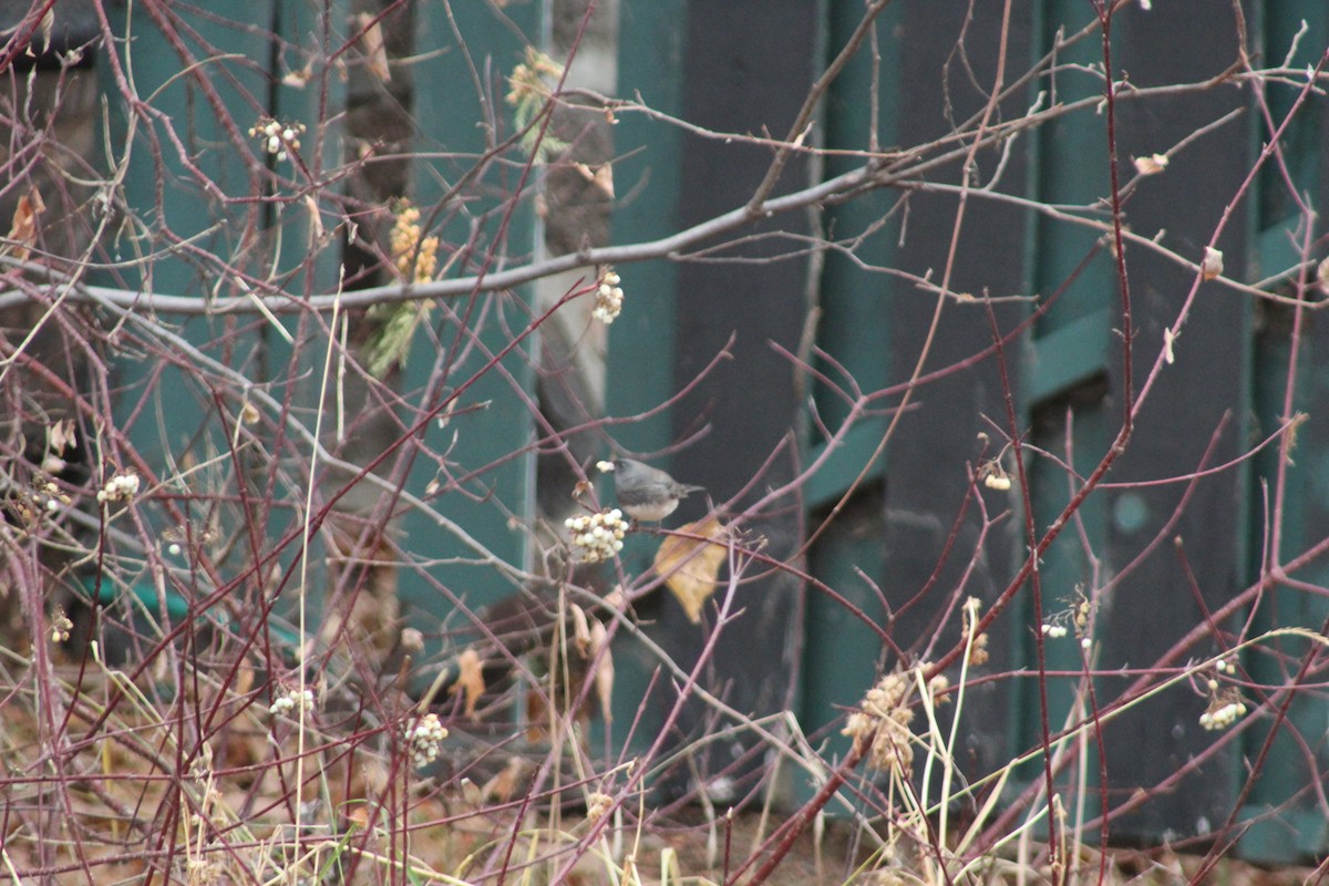 Dark-eyed Junco - ML644869937