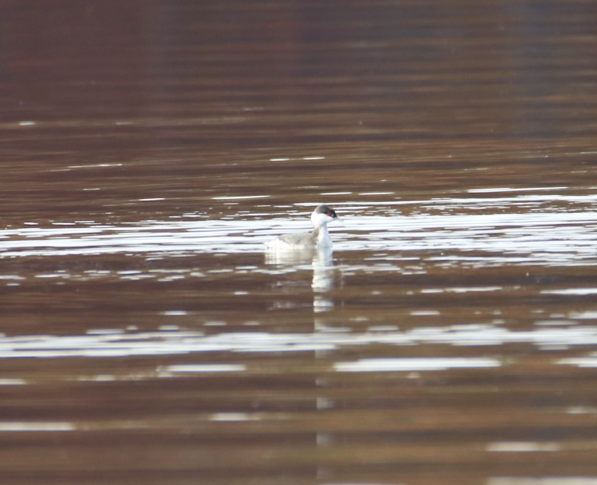 Horned Grebe - ML644869942