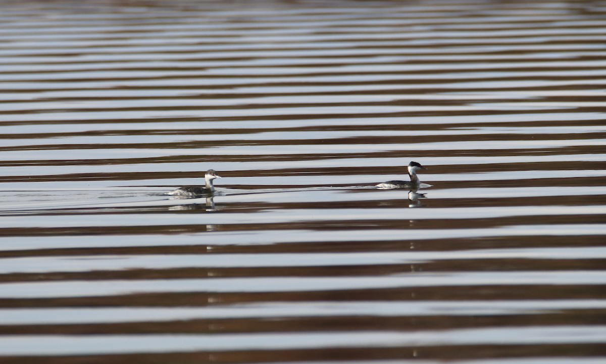 Horned Grebe - ML644869943