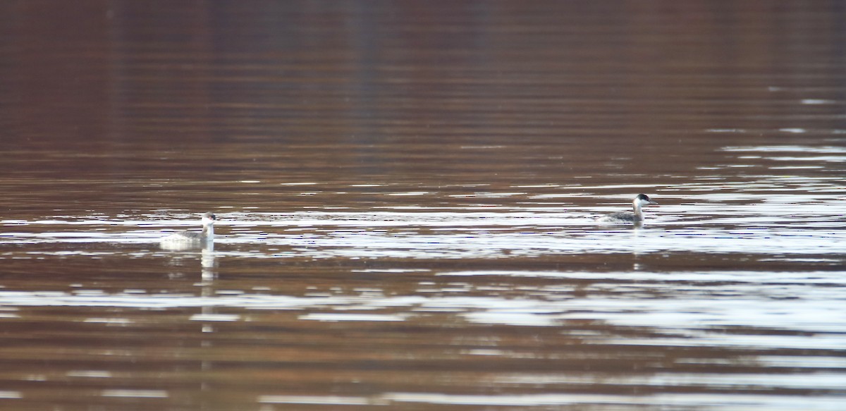 Horned Grebe - ML644869944