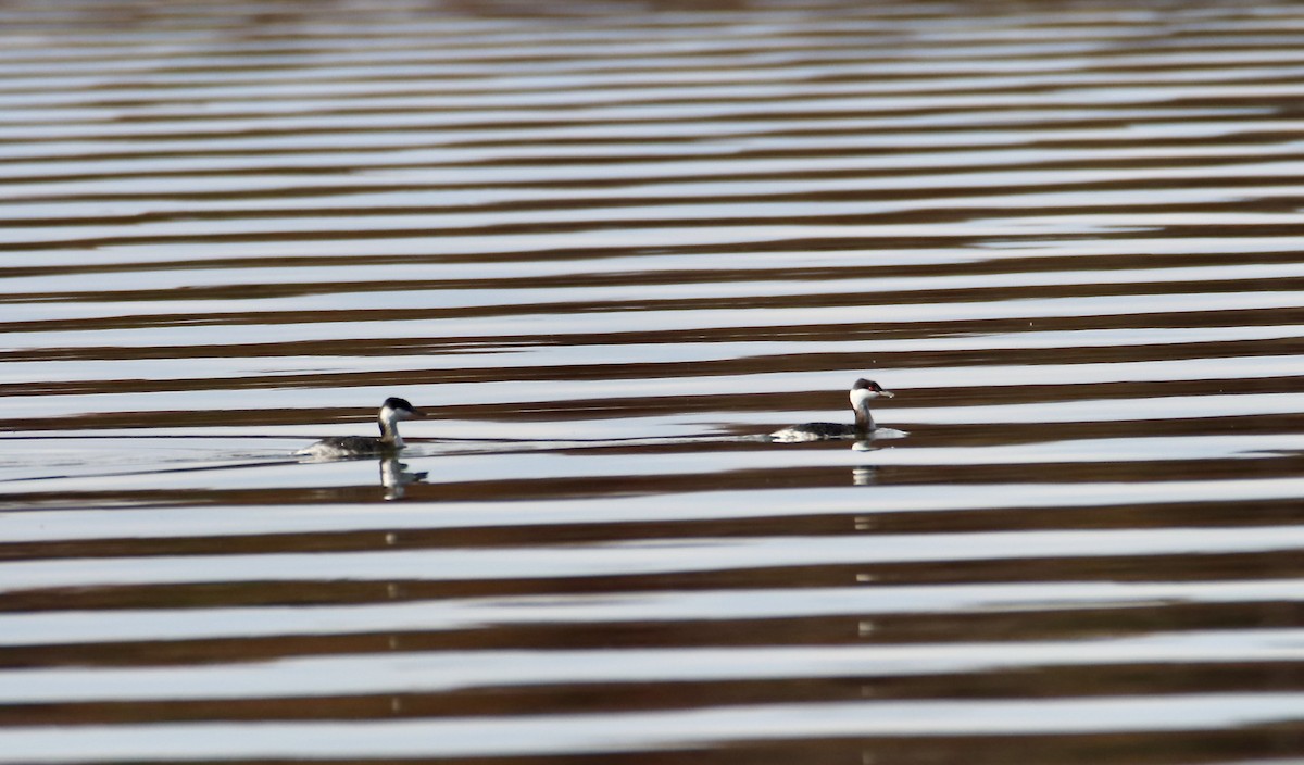 Horned Grebe - ML644869945