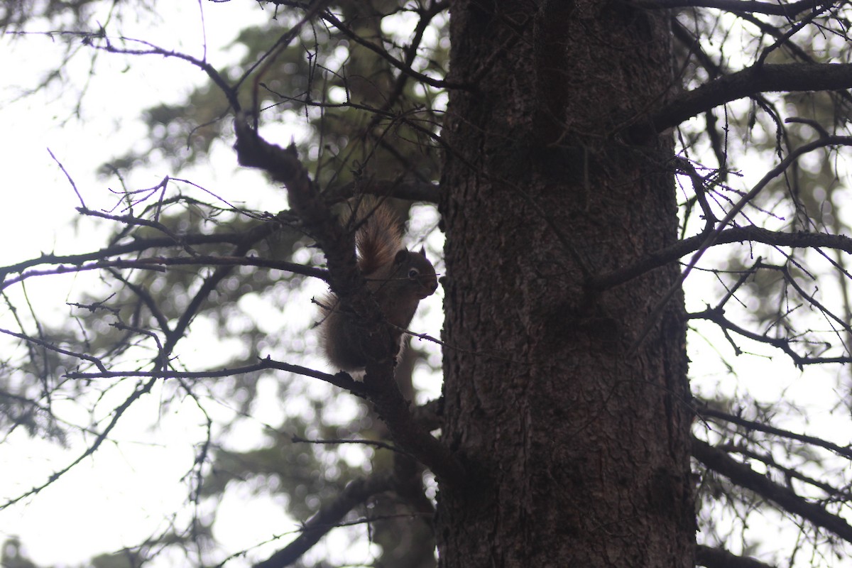 Animals - ML644869961