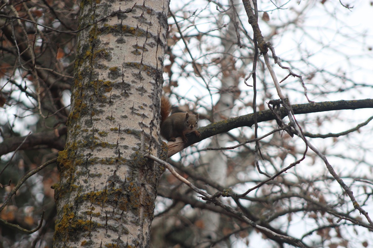 Animals - ML644869962