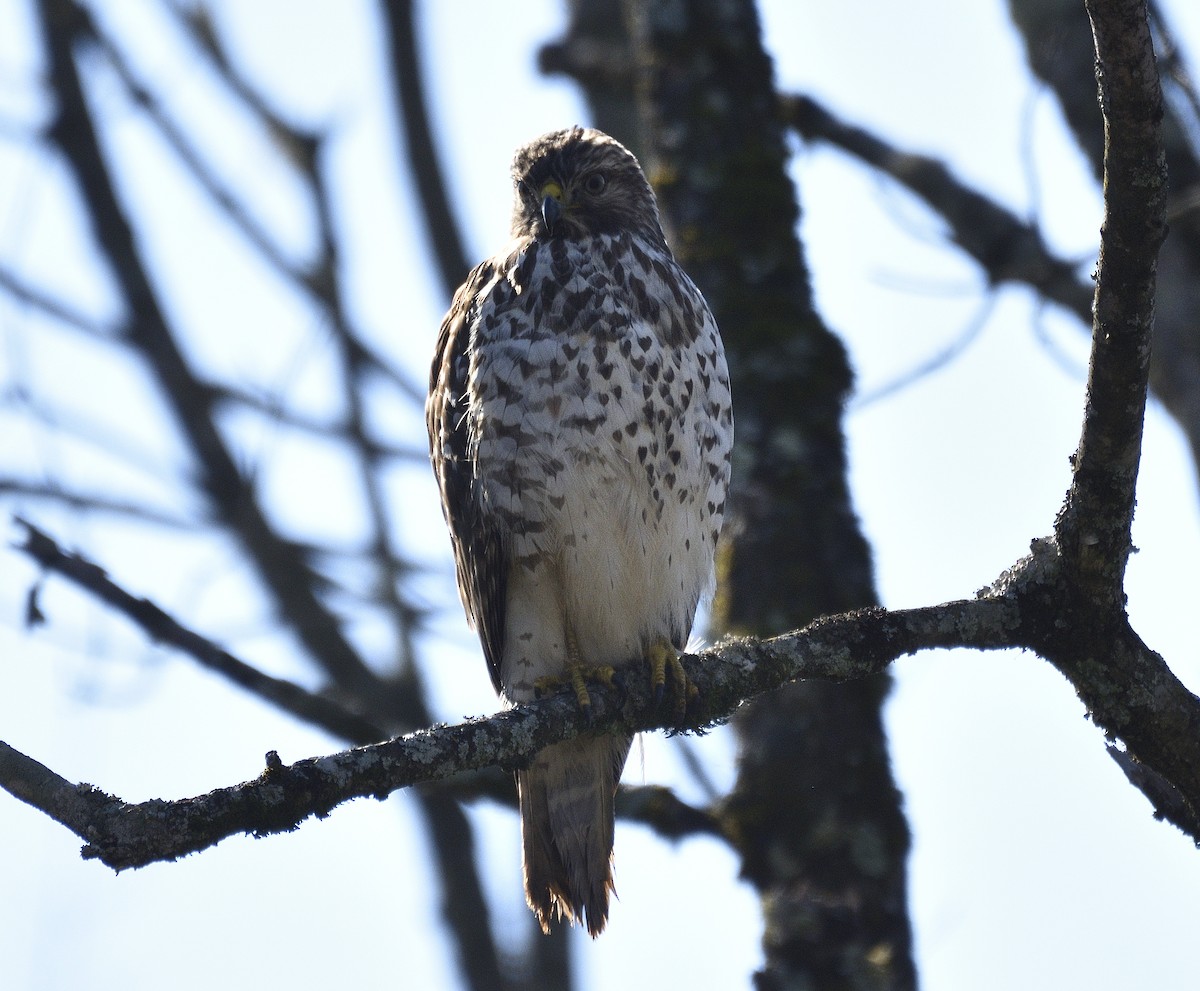Red-shouldered Hawk - ML644869967
