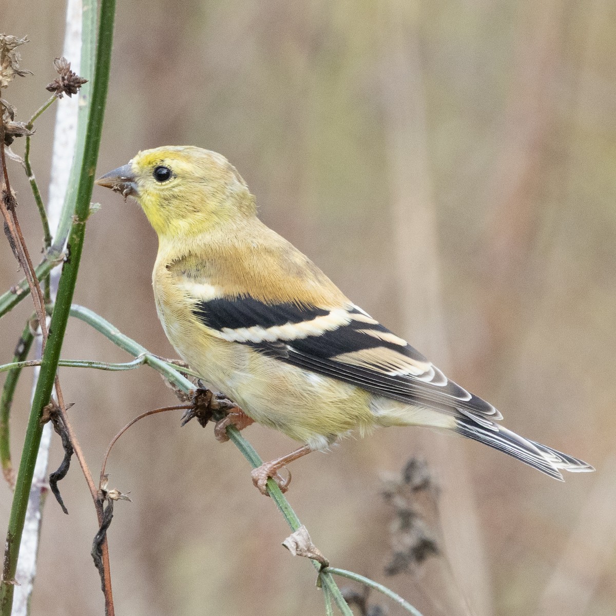 Altın İskete - ML644870022