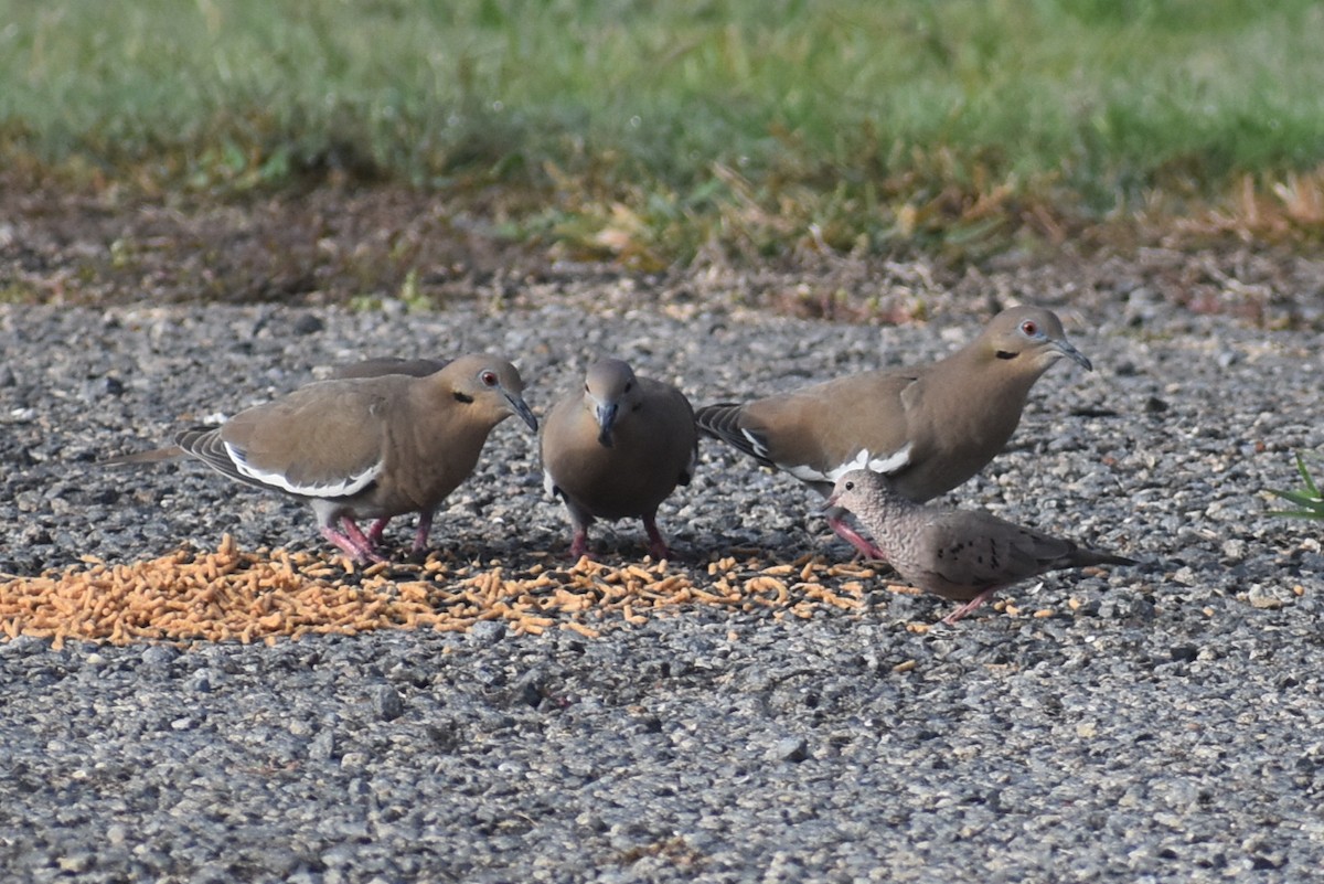 Weißflügeltaube - ML644870026