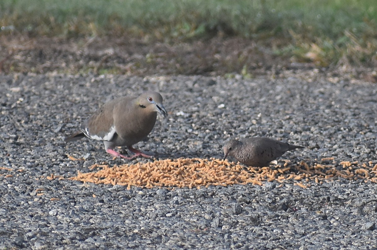 Weißflügeltaube - ML644870029