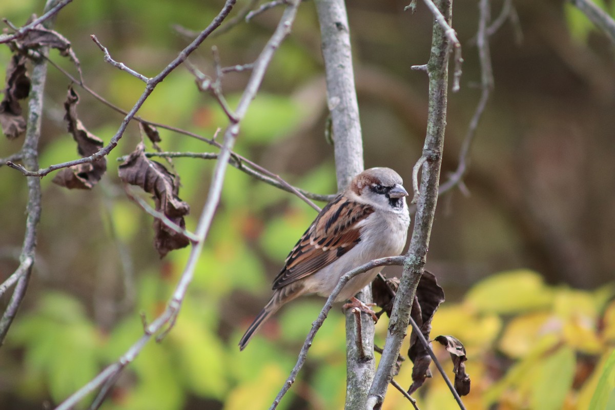 Haussperling - ML644870030