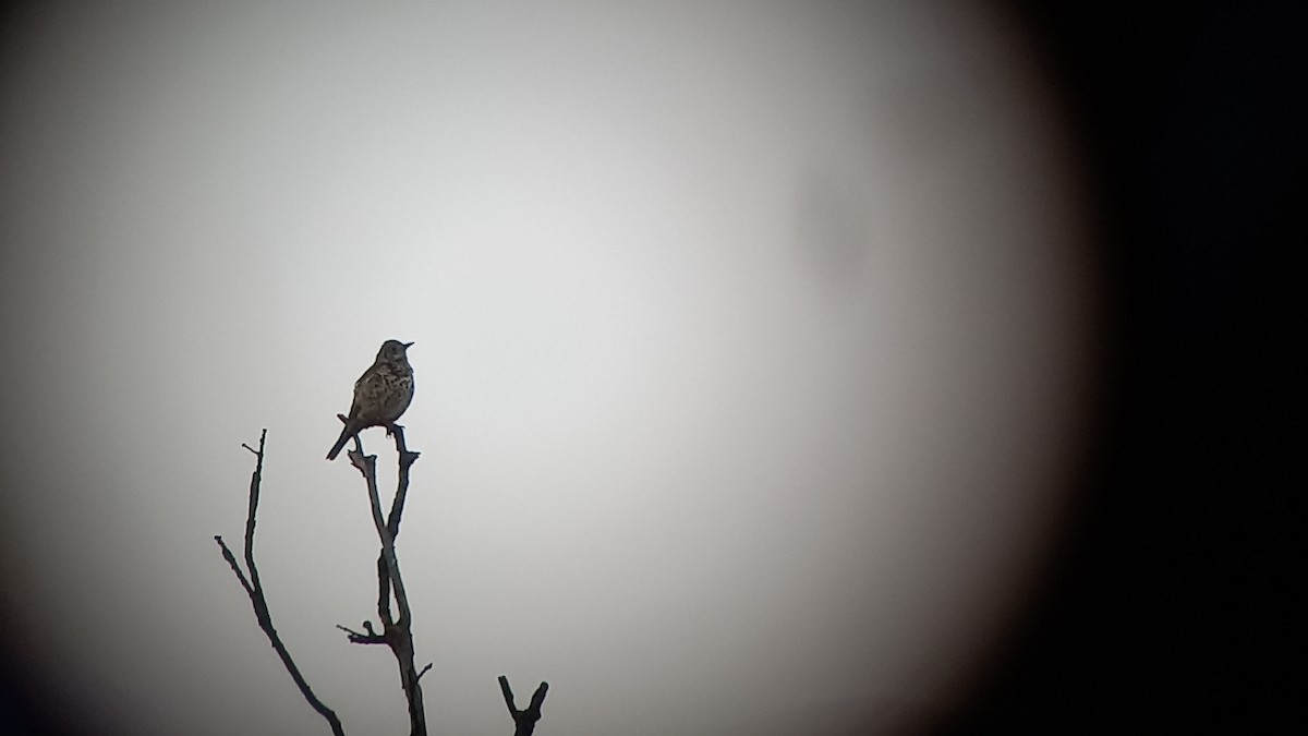 Misteldrossel - ML644870031