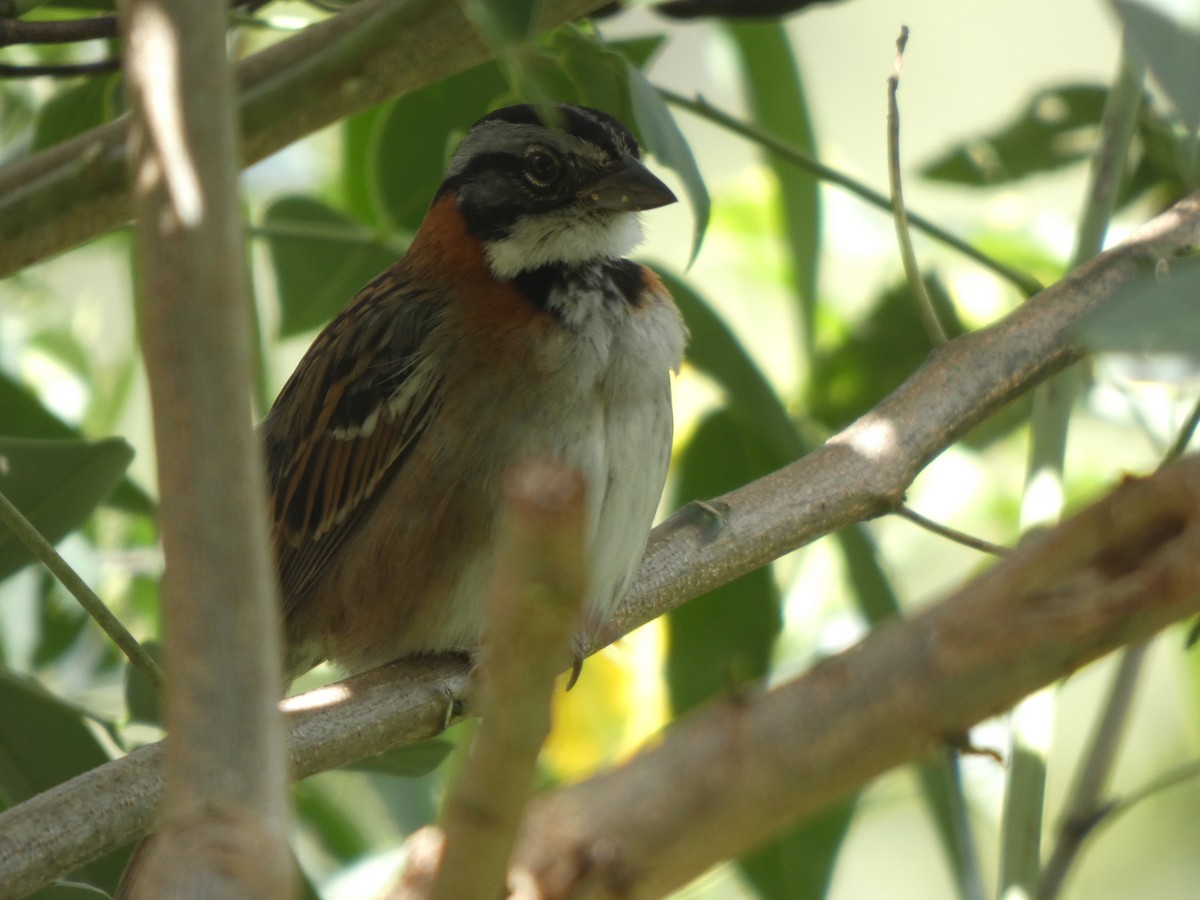 Morgenammer - ML644870032