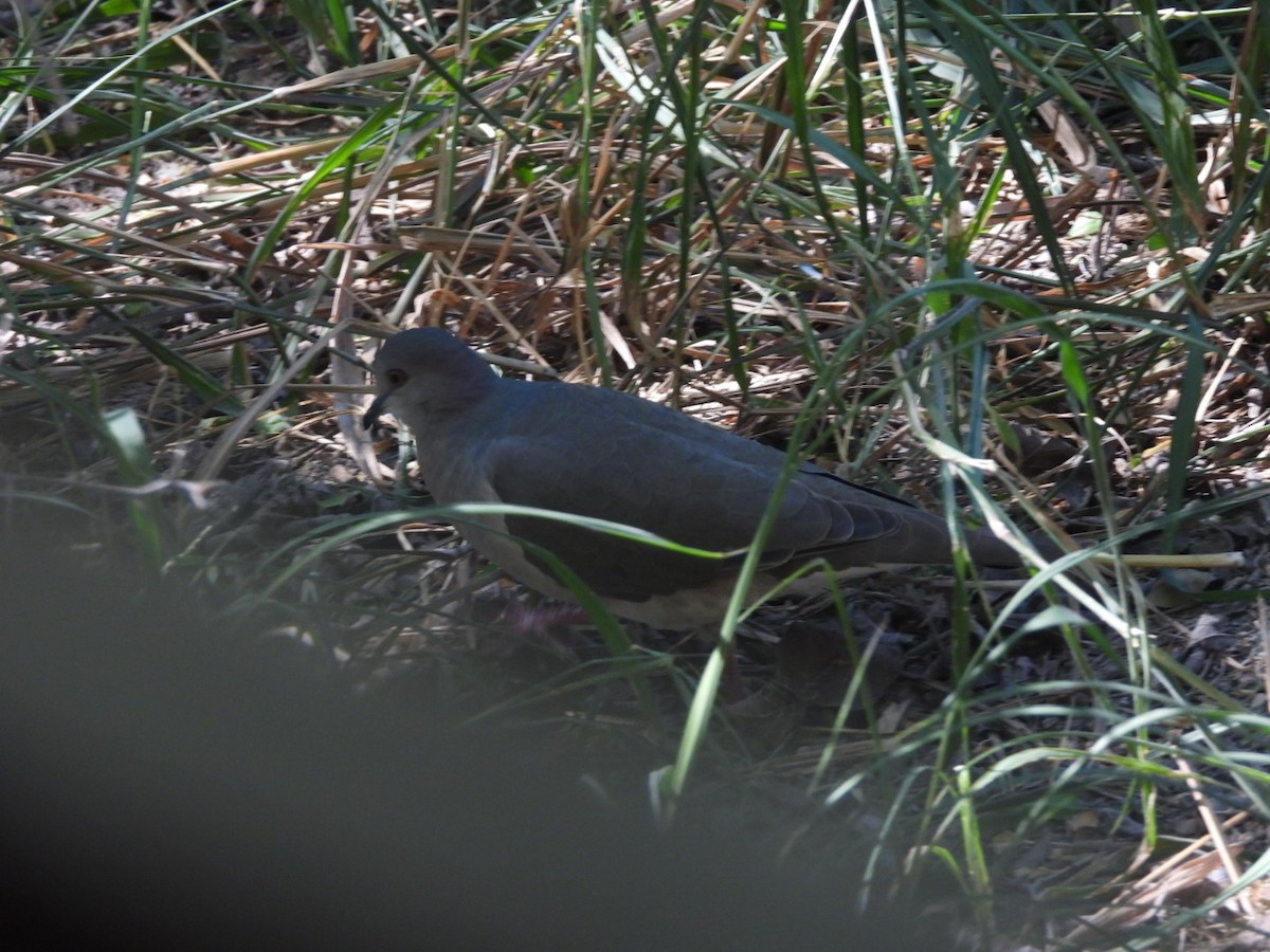 Blauringtaube - ML644870033