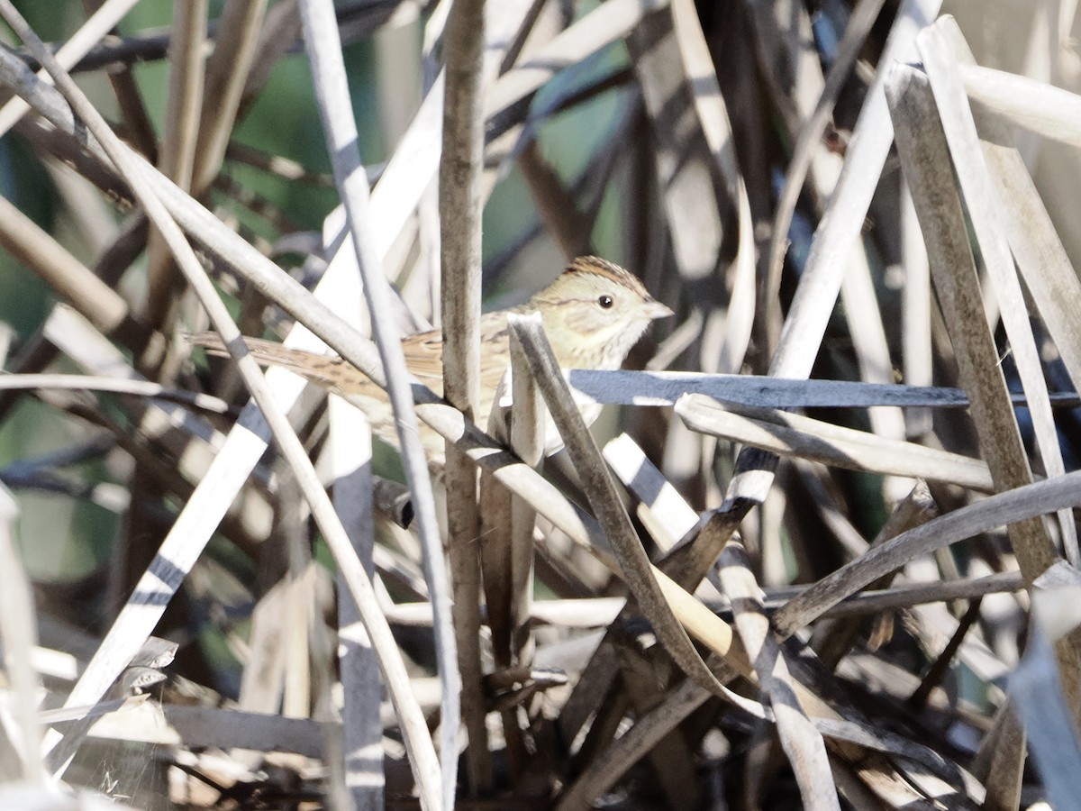 Lincolnammer - ML644870034